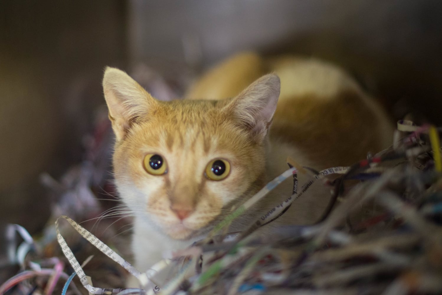 Photos: Adoptable Friends from PAWS Atlanta