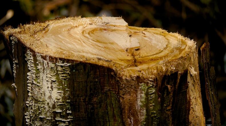 Snellville is cracking down on illegal tree removal on commercial property with hefty fine. File Photo