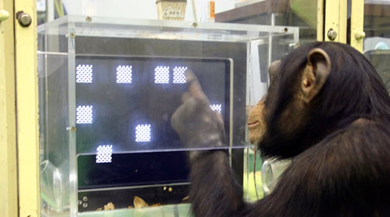 Genes play a larger role than environment in a chimpanzee's intelligence, the Georgia State study found.