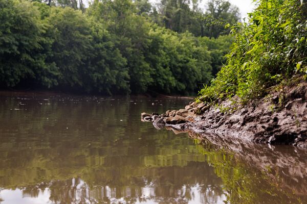 Drought conditions contributed to a massive fish kill on the Chattahoochee River. (Estela Muñoz/AJC)