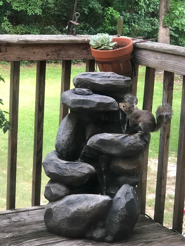 "Our Zen corner on the back deck has a soothing chime, cactus and water fountain that the birds and squirrels love when they need a refreshing drink," wrote Debra Nelson Thompson of College Park.