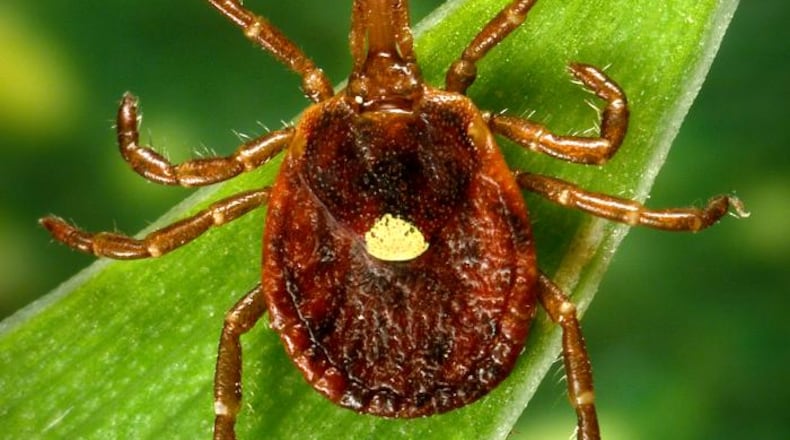 A lone star tick. The name comes from the dot that the adult female develops on her back. (PHOTO courtesy of the U.S. Centers for Disease Control and Prevention.)