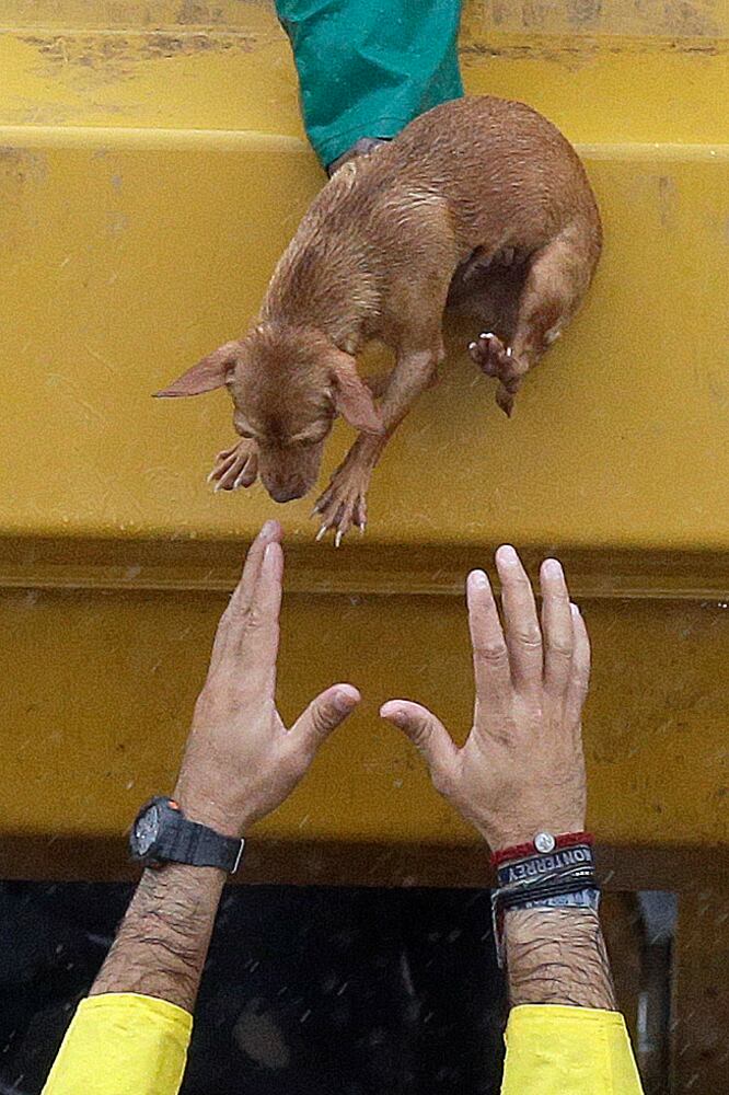 Photos: Harvey’s impact on people and their pets