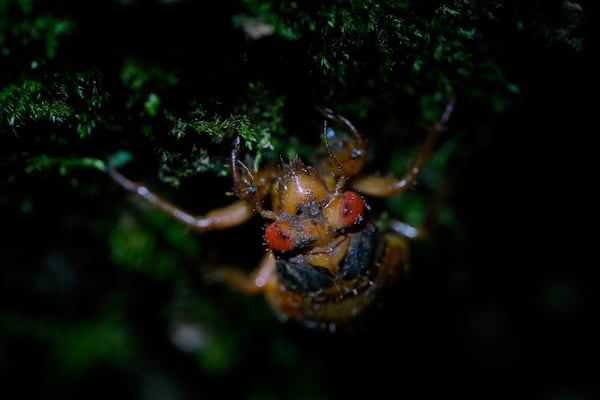 A a muddy-faced periodical cicada nymph climbs the truck of a maple tree after a heavy rain, Tuesday, May 13, 2025, in Loveland, Ohio. (AP Photo/Carolyn Kaster)
