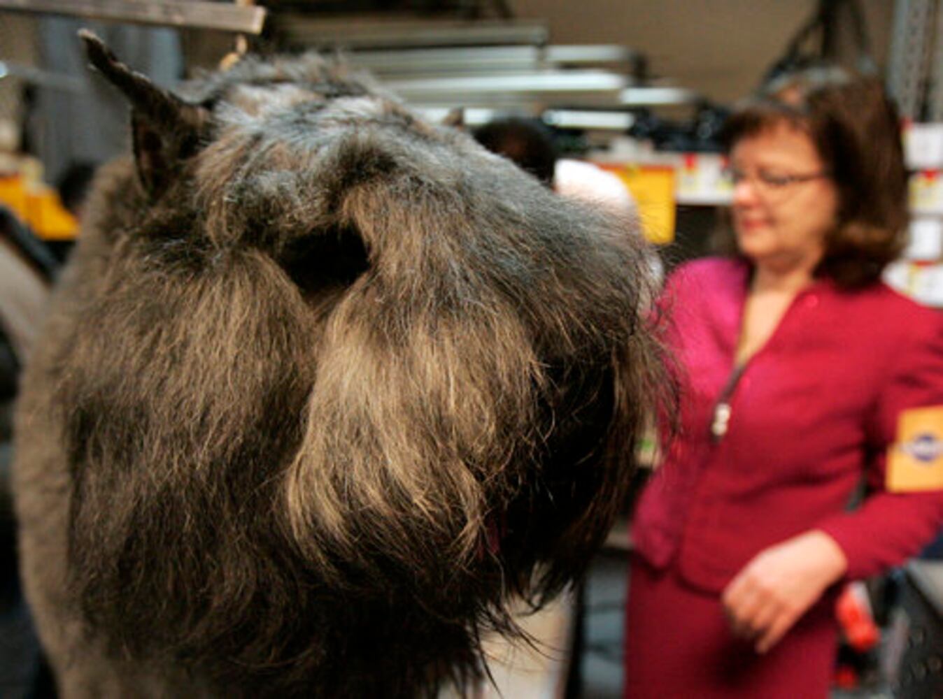 Westminster Dog Show