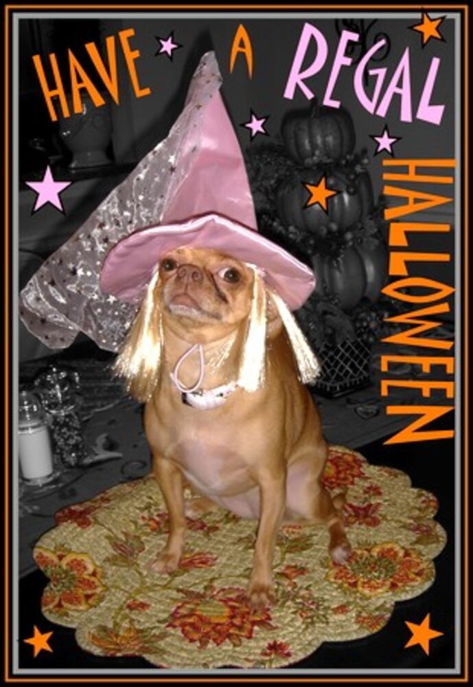 Costumes for pets: Cute or creepy?