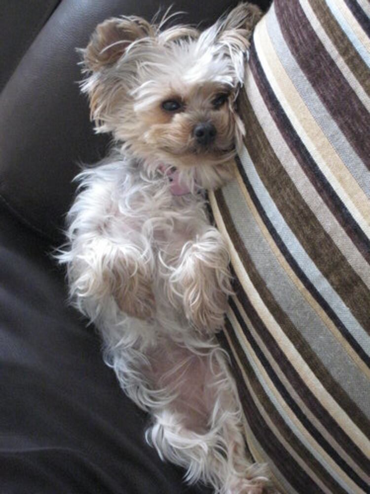 Atlanta's Top Dogs: 6. Yorkshire terriers