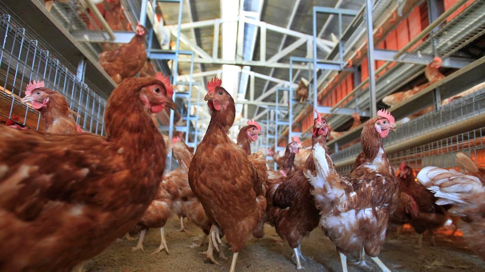 Brown Leghorn and white Leghorn chickens are shown in this file image. (Allen J. Schaben/Los Angeles Times/TNS)