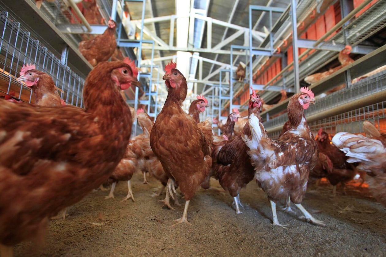 Brown Leghorn and white Leghorn chickens are shown in this file image. (Allen J. Schaben/Los Angeles Times/TNS)