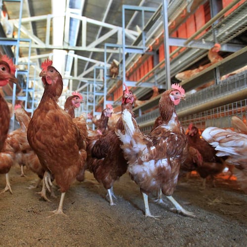 Brown Leghorn and white Leghorn chickens are shown in this file image. (Allen J. Schaben/Los Angeles Times/TNS)