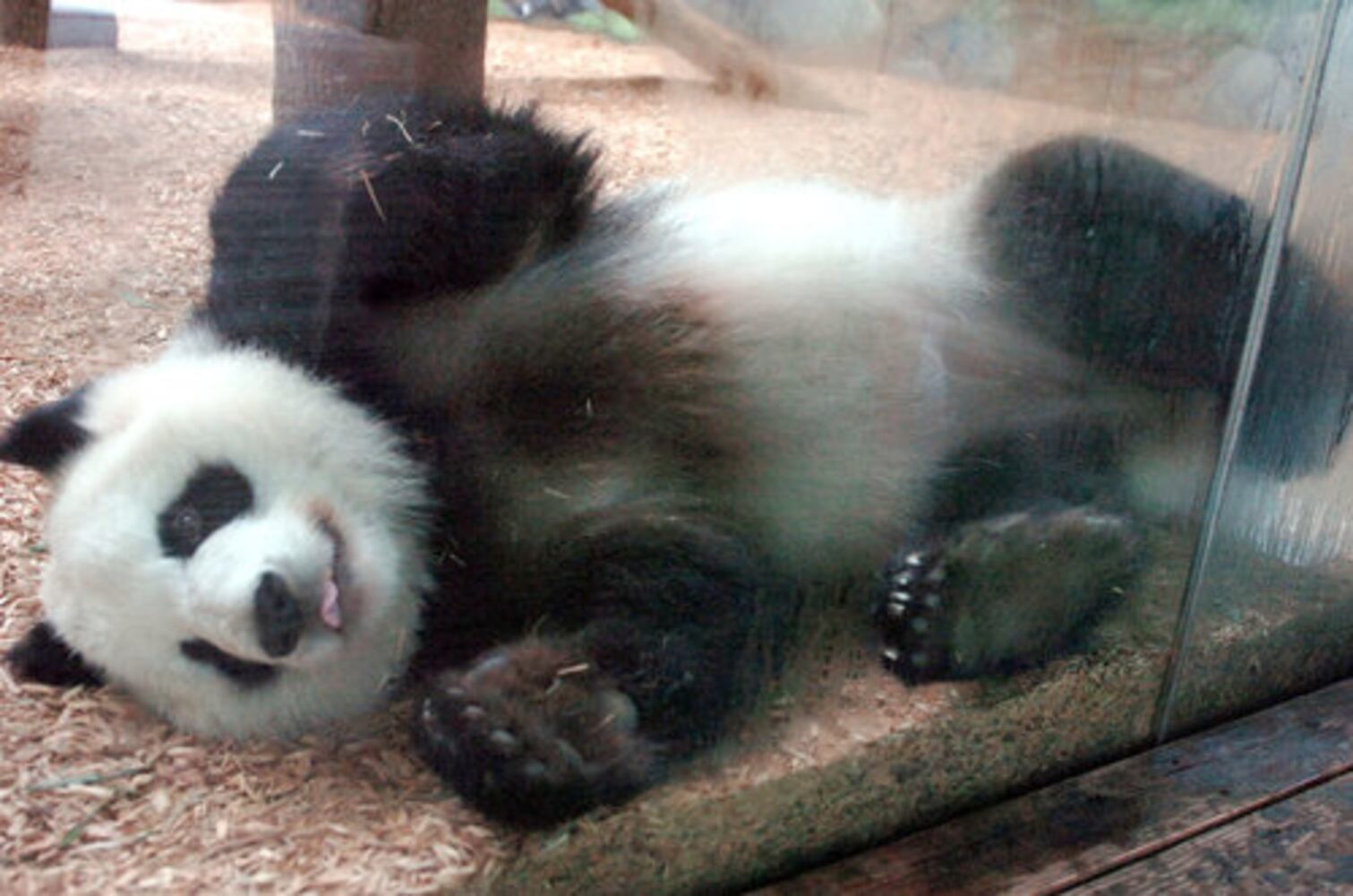 July 31, 2008: Today in Pictures