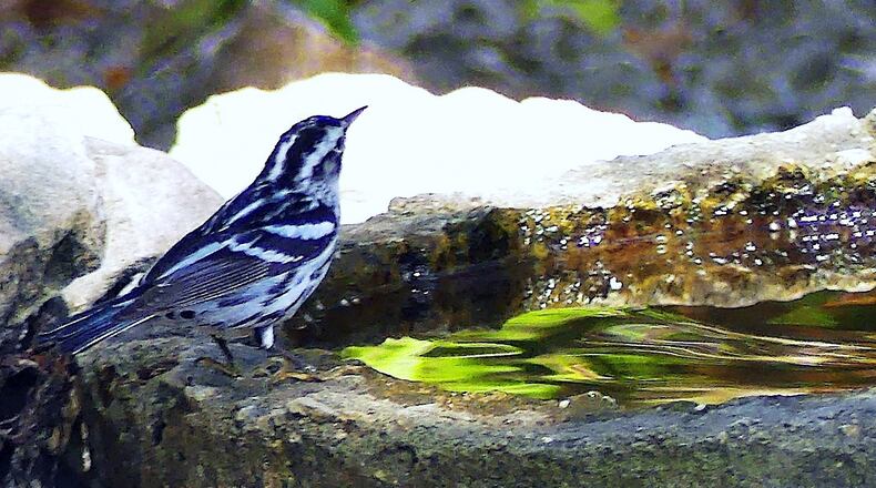 This black and white warbler was photographed in early April in its winter home in Cuba. It might migrate to Georgia to nest. (Charles Seabrook for the AJC)