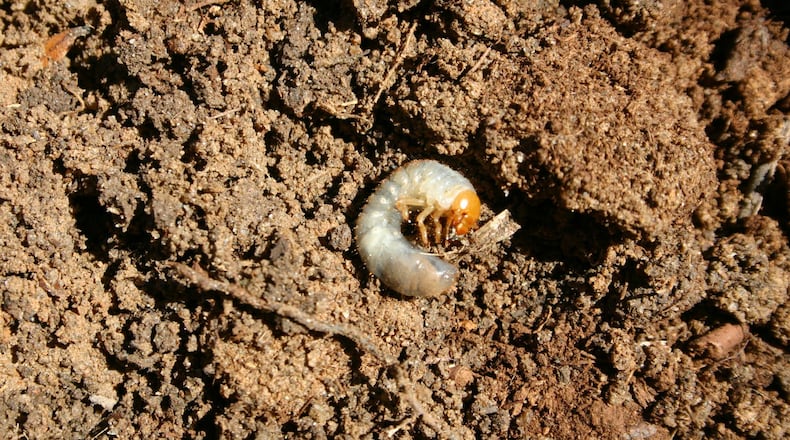 White grubs develop into various early summer beetles. Although they feed on plant roots, finding a single grub is common but not much of a problem. CONTRIBUTED BY WALTER REEVES