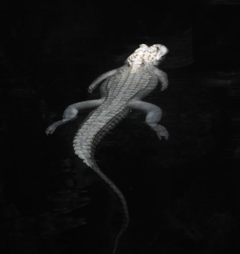 GA Aquarium's rare albino alligators