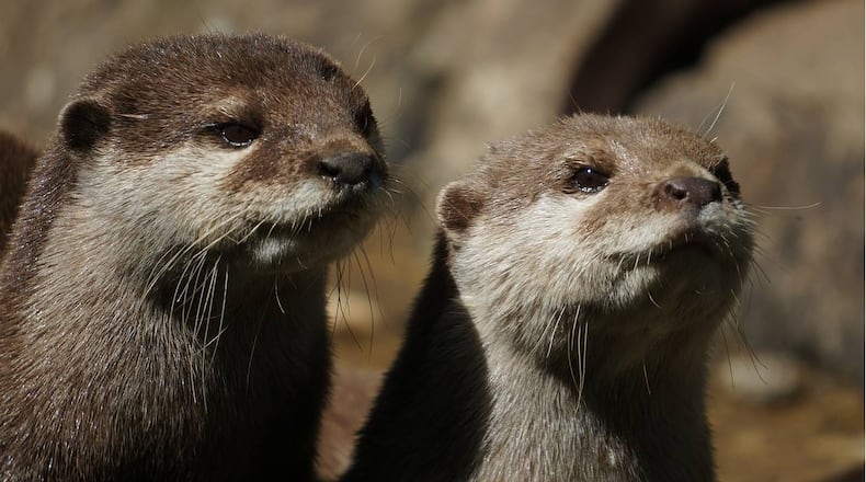 For the first time, otters have been sighted in downtown Milwaukee.