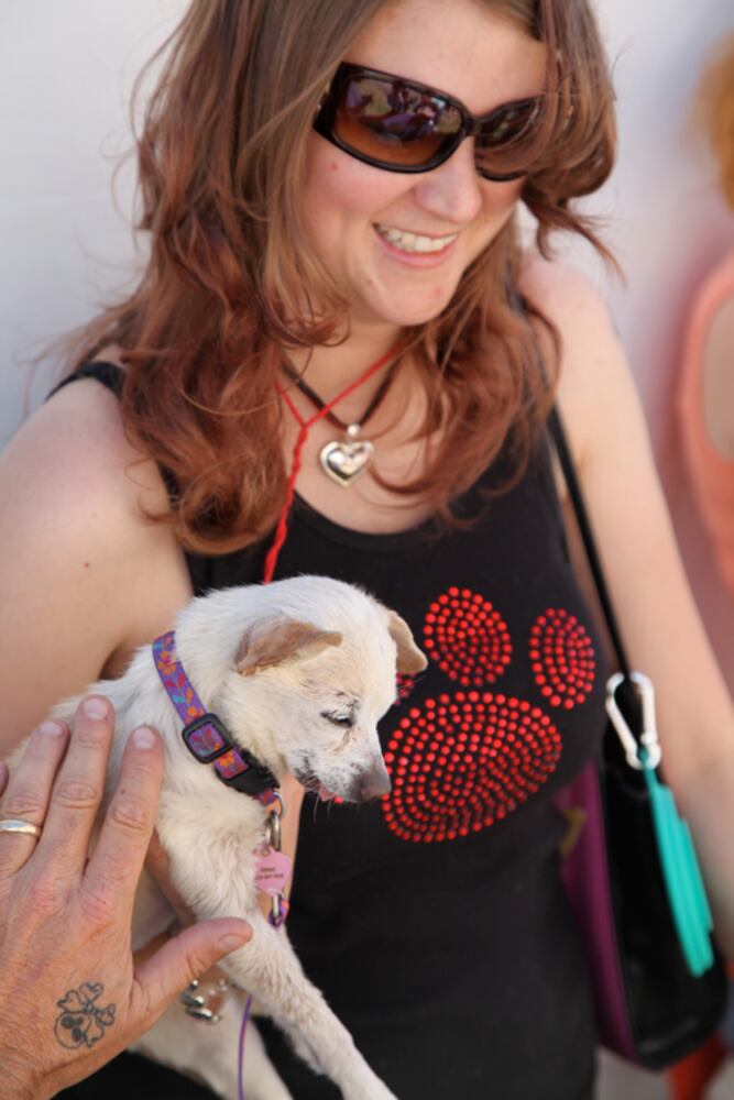 Contestants from the 2013 World's Ugliest Dog contest