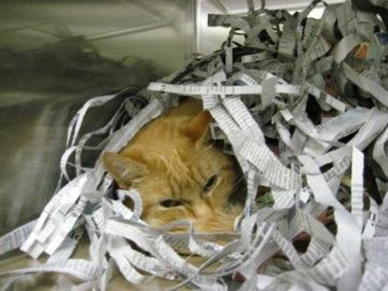 Help Atlanta's adoptable pets find a home