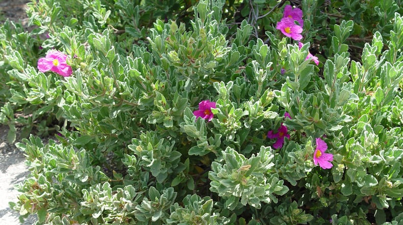 A smaller and more compact variety, Cistus ‘Brilliancy’ offers a better choice for smaller space gardens. (Handout/TNS)