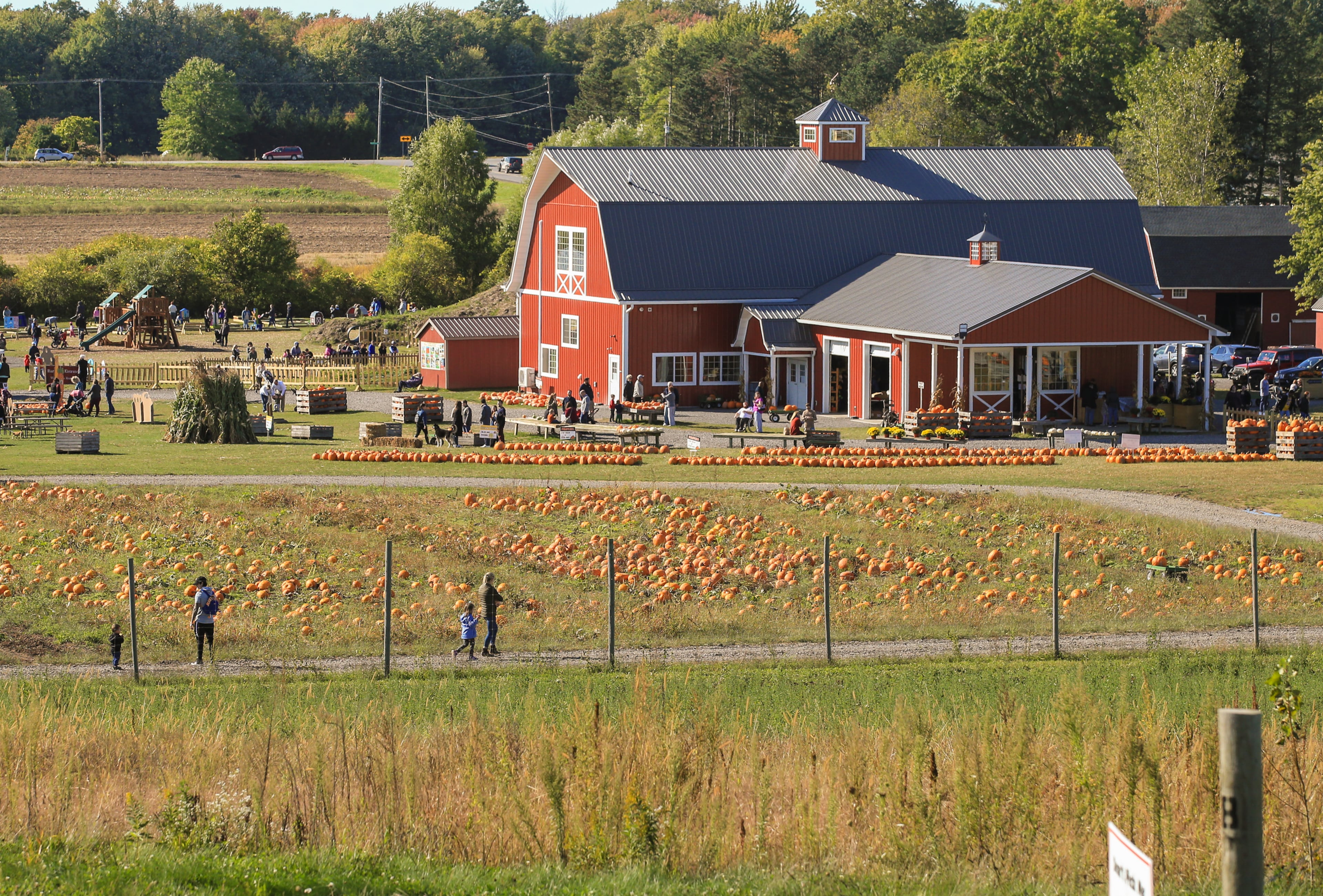 Visitors pick pumpkins at Wickham Farms near Rochester, New York. (Photo Courtesy of Jerome Davis and Visit Rochester)