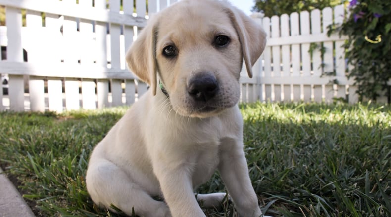 Nutella (Tella) was the inspiration and real life story behind the children's book, Purposeful Pup, written by Patric Rayburn. Proceeds from the book have sponsored training classes for future service dogs.