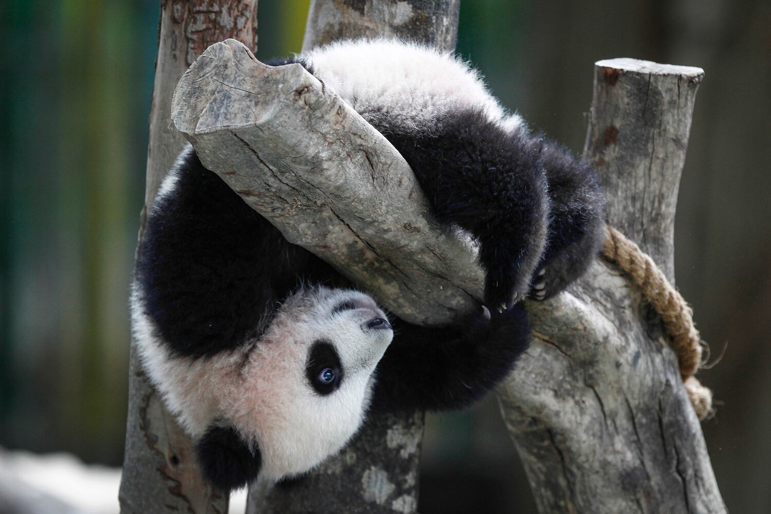 Photos of the Week, February 19, 2016