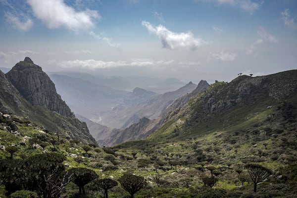 Dragon's blood trees are seen from the highest peak on the Yemeni island of Socotra, Sept. 19, 2024. (AP Photo/Annika Hammerschlag)
