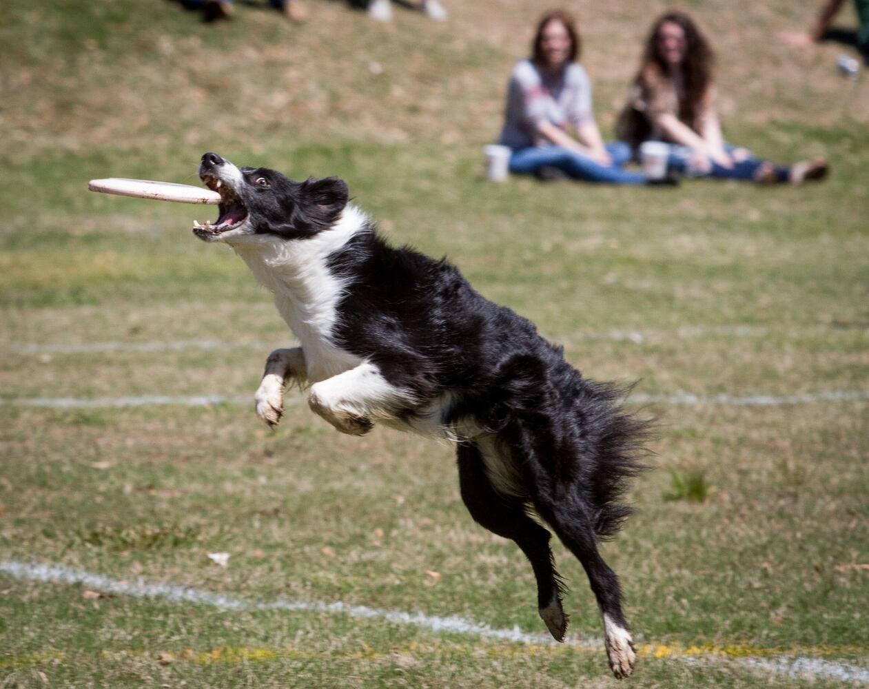 81st Annual Atlanta Dogwood Festival