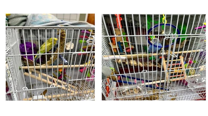 Griffin police are searching for the owners of these two birds, which were found alongside an estimated $100,000 worth of other burglarized goods. (Credit: Griffin Police Department)
