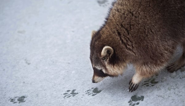 Dunwoody Nature Center’s “Paws, Claws & Tracks” program on Saturday provides information about finding and understanding animal evidence, such as tracks, and is followed by a guided hike. (Courtesy of Dunwoody Nature Center)