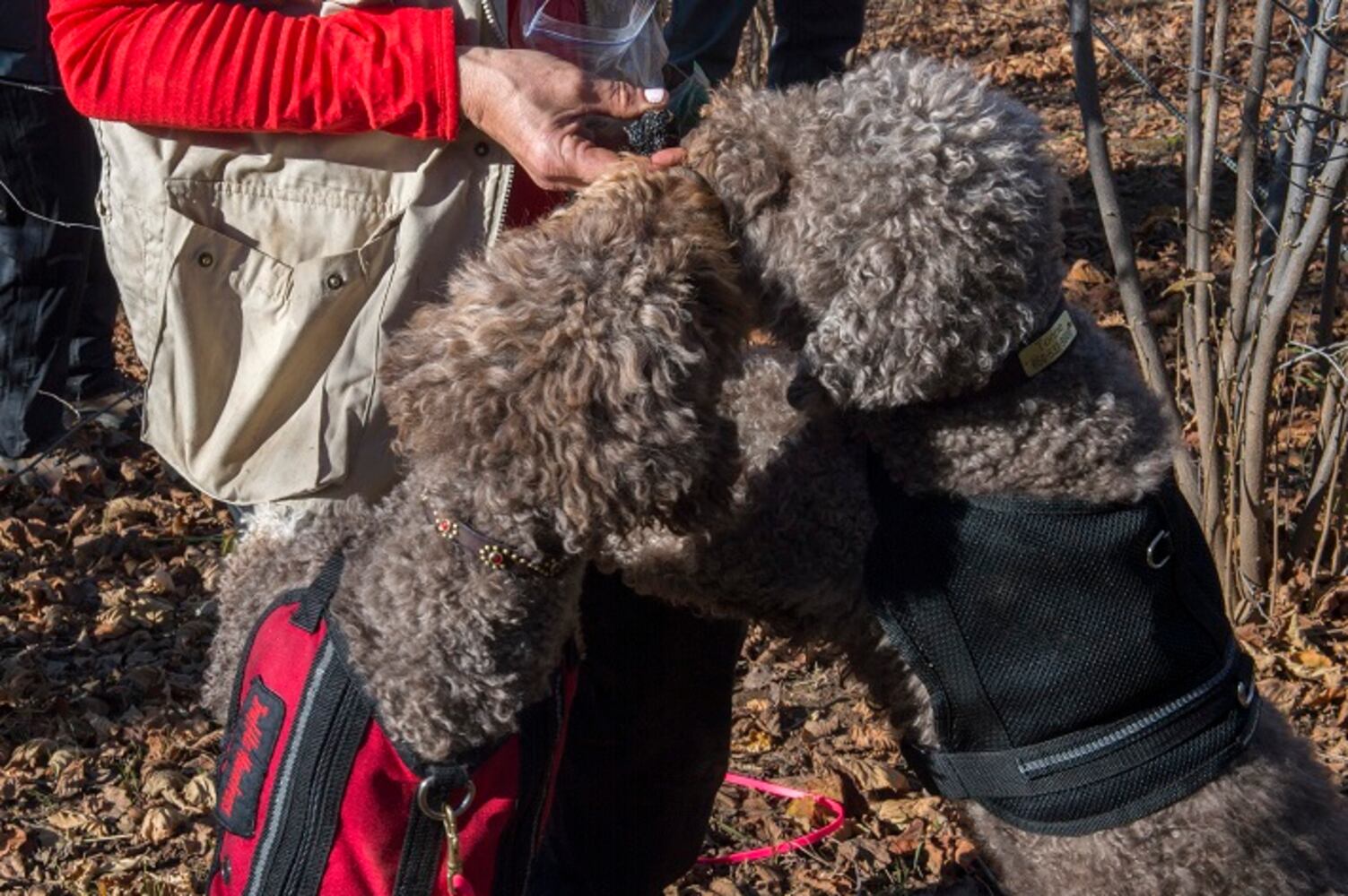 Gallery: Trained dog digs up buried treasure worth as much as $900 a pound