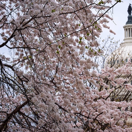 The Capitol is framed amid blooming cherry trees in Washington, Monday, March 23, 2026. (AP Photo/J. Scott Applewhite)