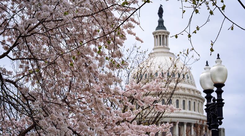 The Capitol is framed amid blooming cherry trees in Washington, Monday, March 23, 2026. (AP Photo/J. Scott Applewhite)