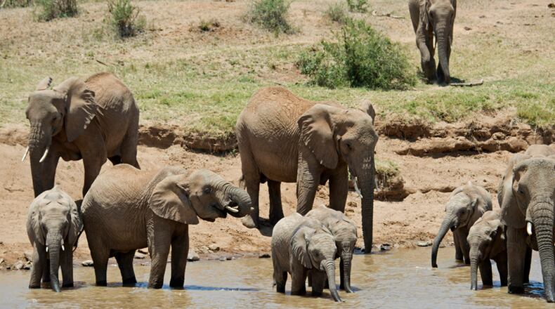 Elephants grazing in Kenya.