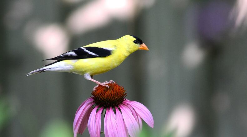 North Fulton-based Georgia Audubon will open registration for the 2022 Georgia Bird Fest Mar. 1 to its members and Mar. 7 to non-members. (Courtesy Will Stuart via Georgia Audubon)