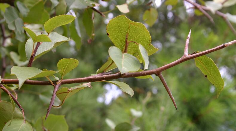 The flowers may be attractive but if flowering pear produces seeds, the results can be devastating. WALTER REEVES