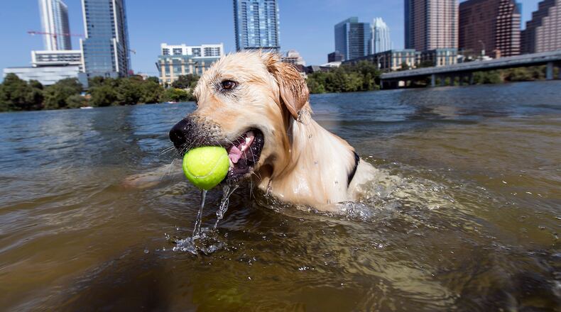 Dog Days of Fall? Carlos, a golden retriever, enjoys a cool dip in Lady Bird Lake playing fetch with owner, Jackie Reissman, of Austin, during a visit to Auditorium Shores in Austin, Texas, on Monday, October 12, 2015. Reissman, owner of Omniquaff, a wine tasting company, took the day off. Temperatures in the mid-90's flirt with the records for heat this late in October. (RODOLFO GONZALEZ / AMERICAN-STATESMAN)