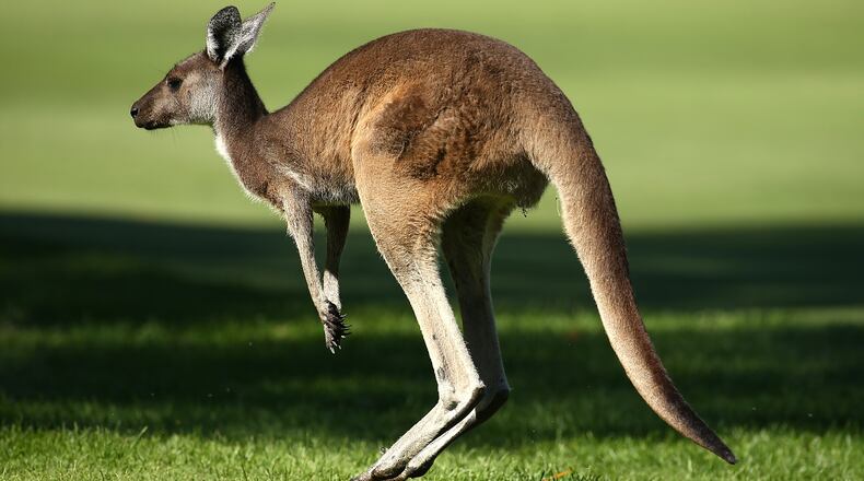 PERTH, AUSTRALIA - FEBRUARY 27: A kangaroo jumps across the 16th fairway during day three of the 2016 Perth International at Karrinyup GC on February 27, 2016 in Perth, Australia. (Photo by Paul Kane/Getty Images)