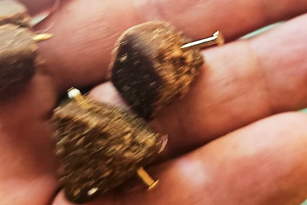 This photo made available Tuesday, July 8, 2025 and taken Friday Jan. 4, 2025, shows bits of dog food laced with nails that were fed to a police dog, the 7-year-old bloodhound Bruno, killing him, his trainer Arcangelo Caressa said. (AP Photo/Arcangelo Caressa)