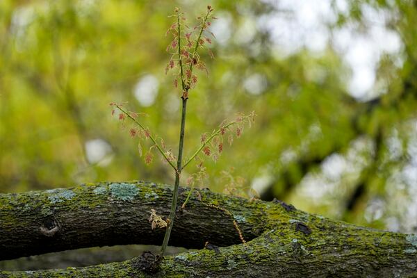 FILE - The branches of an oak tree are stained with a green tint from pollen at park in Richardson, Texas, Thursday, March 21, 2024. (AP Photo/Tony Gutierrez, File)
