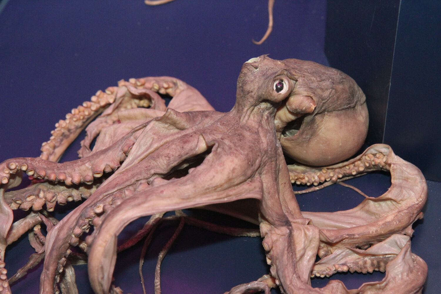 Sea Monsters Revealed: Aquatic Bodies at Georgia Aquarium