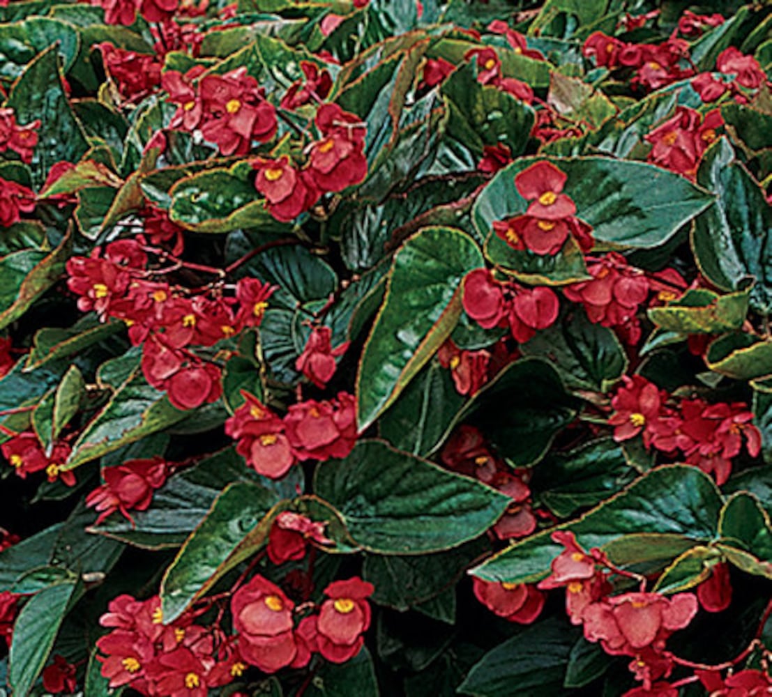 Easy' plants for Southern gardens