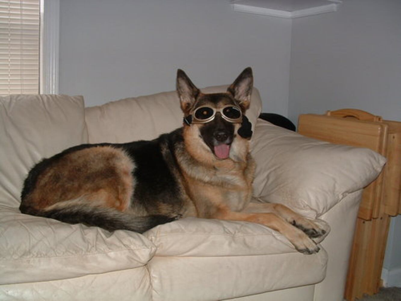 Atlanta's Top Dogs: 3. German Shepherds