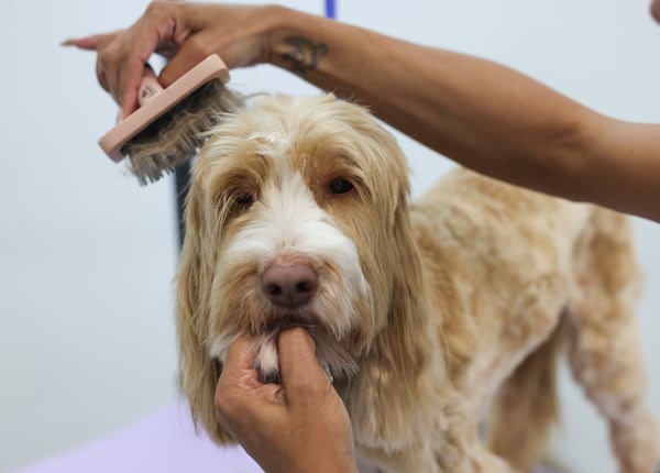 Andrea Jenkins grooms Phoenix, a goldendoodle, at Jazzy Pawz in Atlanta on Tuesday, June 2, 2026. (Jason Getz/AJC)