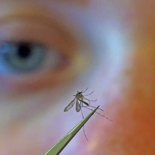 FILE - A municipal biologist examines a mosquito in Salt Lake City, Aug. 26, 2019. (AP Photo/Rick Bowmer, File)