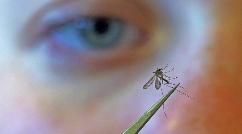 FILE - A municipal biologist examines a mosquito in Salt Lake City, Aug. 26, 2019. (AP Photo/Rick Bowmer, File)