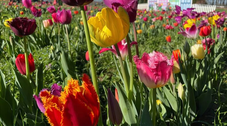 The Yule Forest Tulip Festival from March 8-30 features two fields of more than 100,000 tulips -- one for picking, the other for admiring.