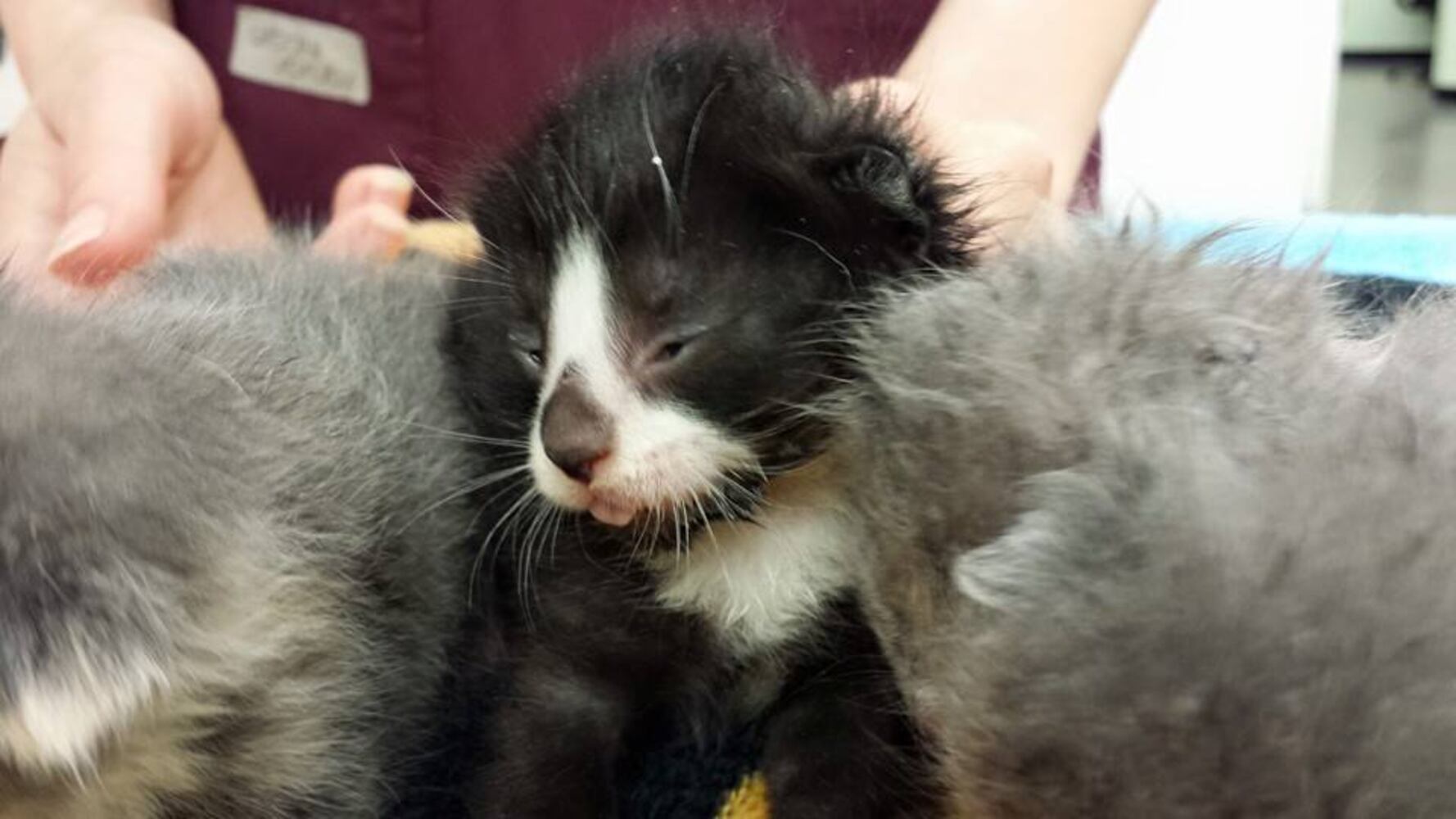 Indian Land kittens