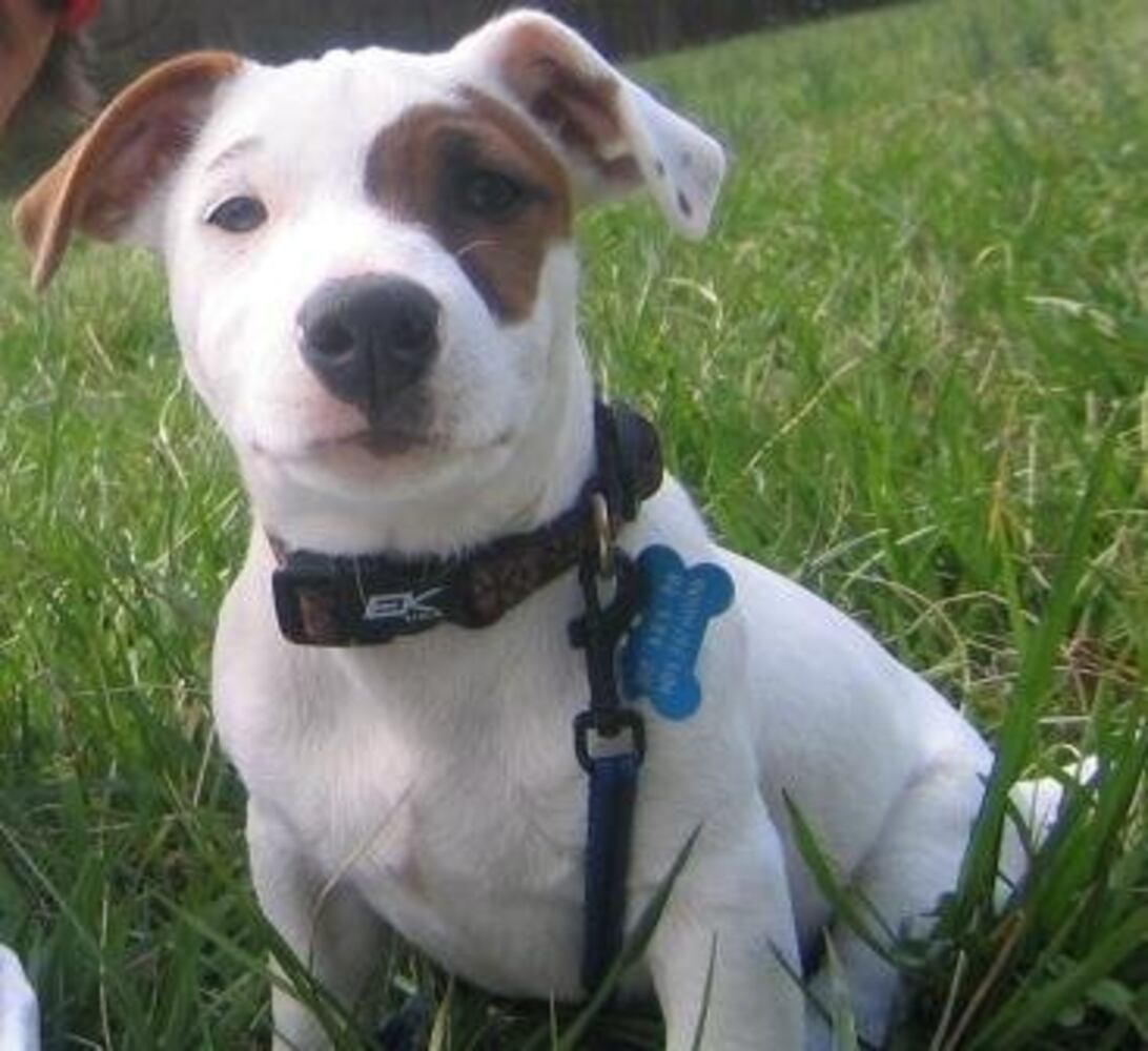 T.G.I.F.: Atlanta's Smiling Pets