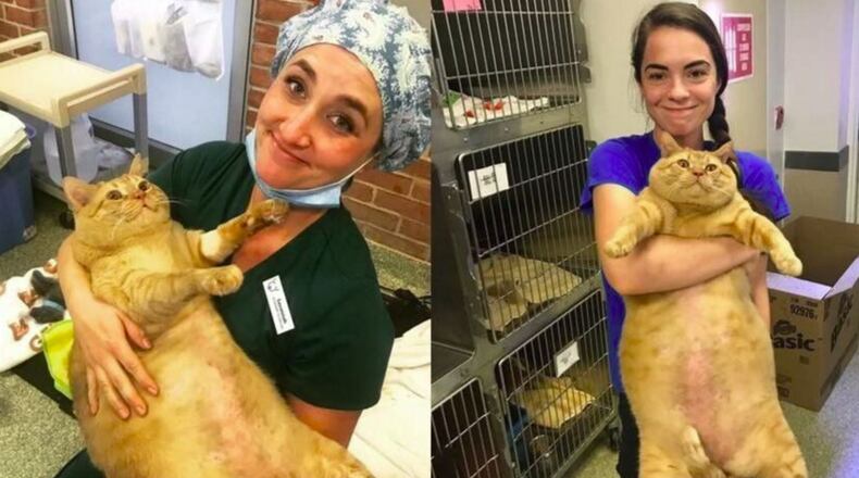 Symba the cat seen here with Humane Rescue Alliance staff.