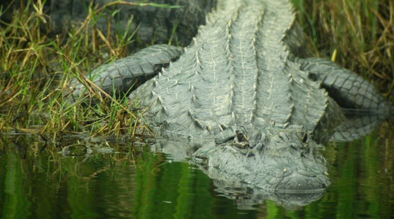 An alligator, similar to one that attacked a Florida man, is pictured here slithering into the water. The man’s sustained a severe injury on his foot, according to a witness.